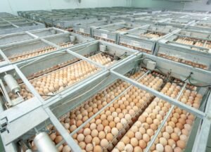 Kementan Siapkan Juknis Penyerapan Telur SPPG Seharga Rp26.500 per Kg - BeritaEropa.com